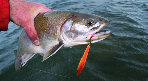 spring brook trout - SONY DSC