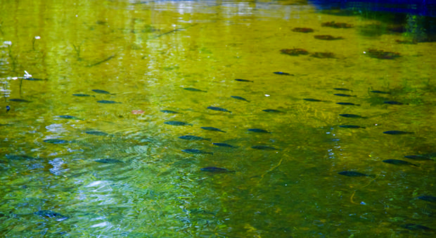 bluegills-GE