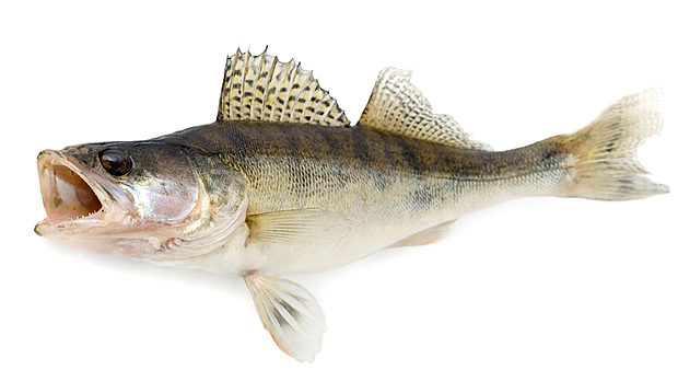 identifying sauger - sauger fish 