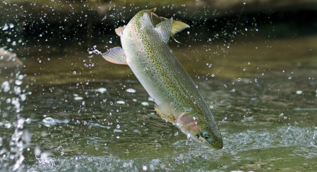 fishing stories - Photo by John Bennett
