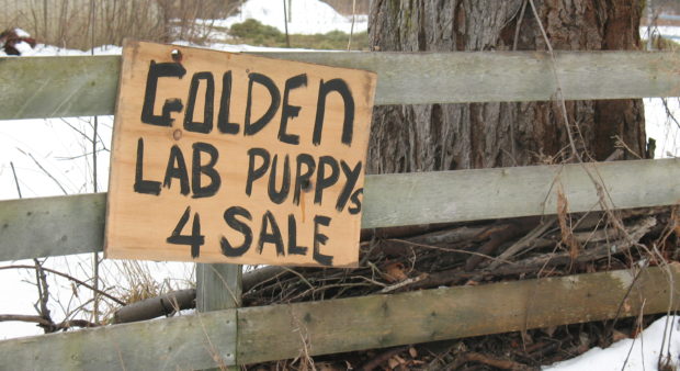 backyard breeders - IMG_0032