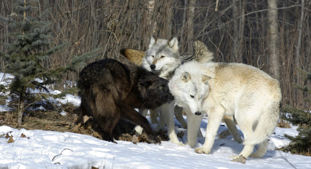 panel - wolves-generic