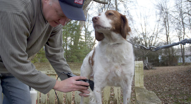 Grooming-Gun-Dog