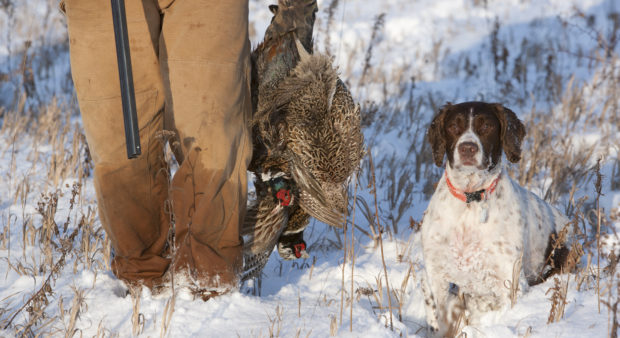 Springer-Spaniel