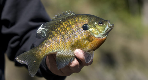panfish - a man holding a sunfish