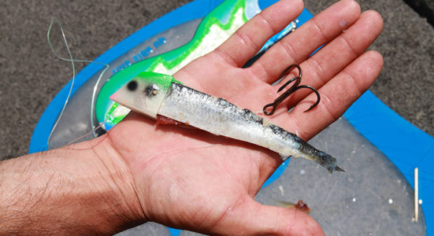 cut bait - Man holding fresh bait