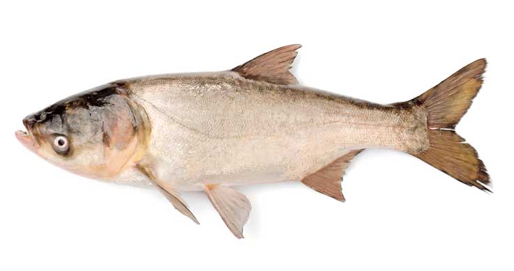 Asian Carp confirmed sterile - Ontario OUT of DOORS