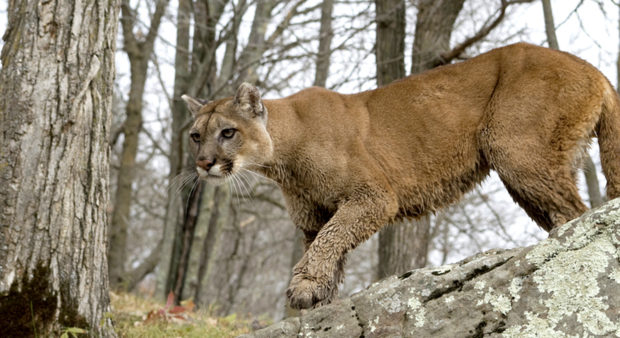 bracebridge - cougar-dreamtime