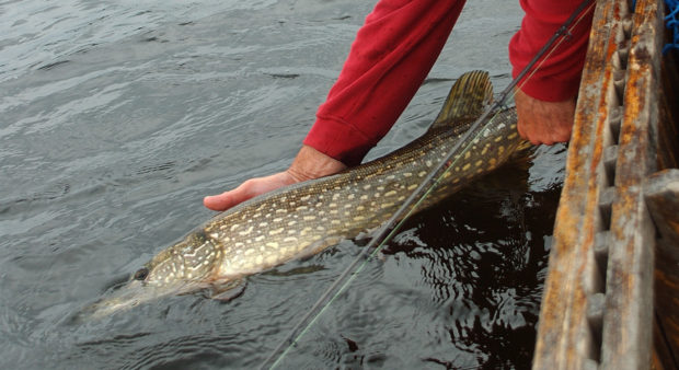 spring pike - Spring-Pike