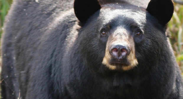 unwanted bear - black bear