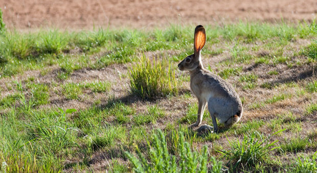 jackrabbits - in the field