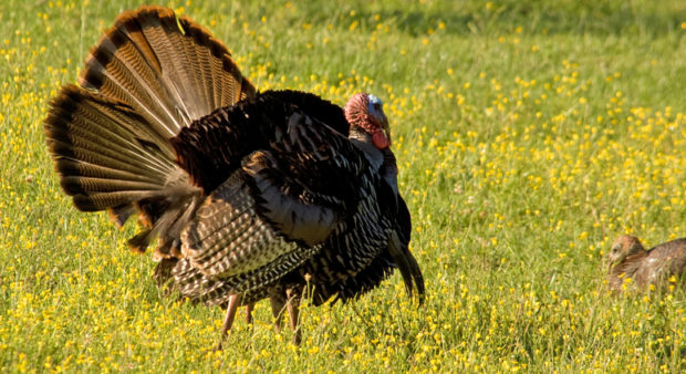 turkey hunt - afternoon wild turkey in field