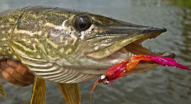 Big flies for big pike - Ontario OUT of DOORS