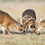Three whitetail bucks fighting in a field