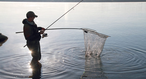 cold-water carping - Carp