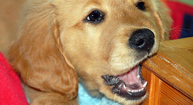 puppy procedures
