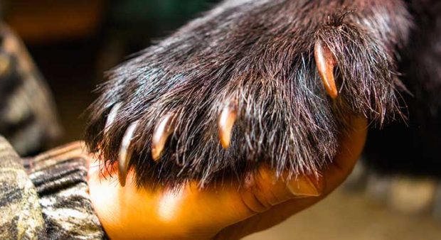 confessions - bear paw and a man hand
