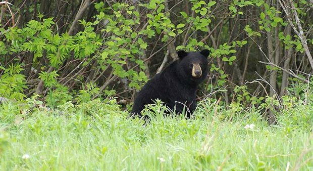 animal rights groups - black bear in field