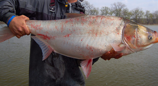 Man holding a large silver carp
