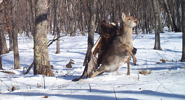 top news - golden eagle attacking a deer