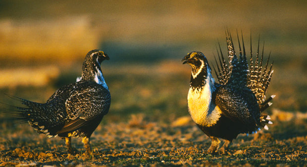 endangered - Two sage grouse