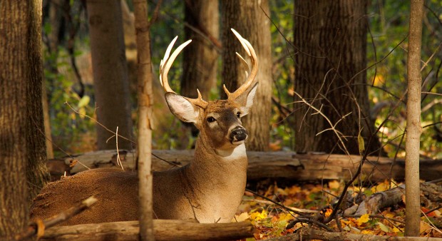 How do whitetail deer typically behave?