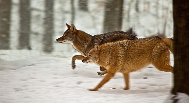 coyotes found - two coyotes
