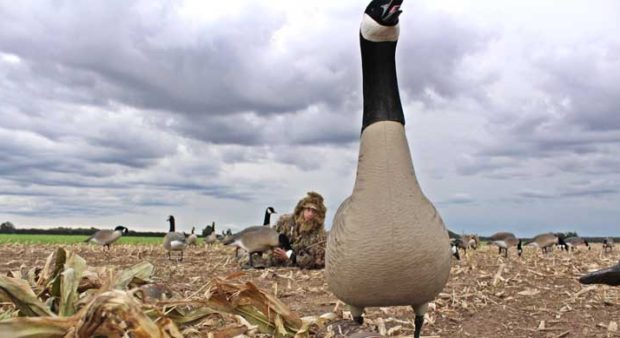 attitude - goose decoy in a field