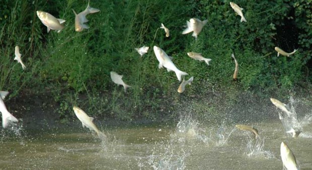 doomed - jumping silver carp