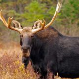 a bull moose