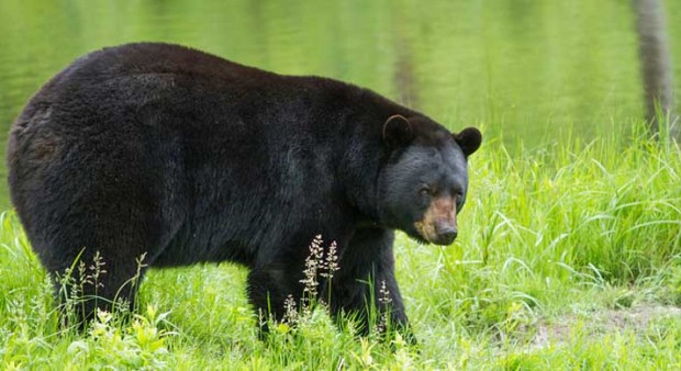 spring bear hunt pilot - a black bear in a field