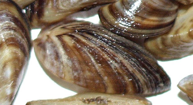 great lakes ecosystems - zebra mussels