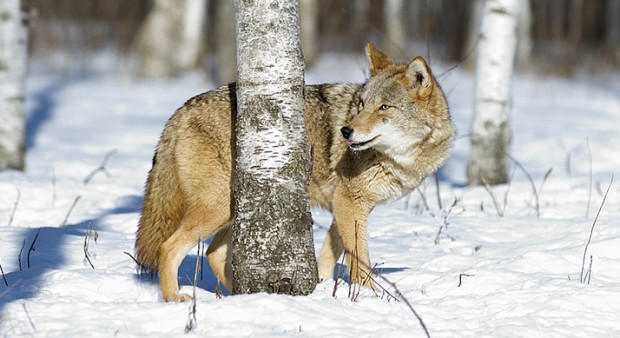 coyote set - in the snow - stock 