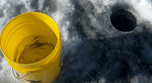 bait bucket - a pail with bait in it 