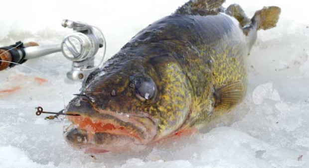 winter walleye - Photos: Yannick Loranger