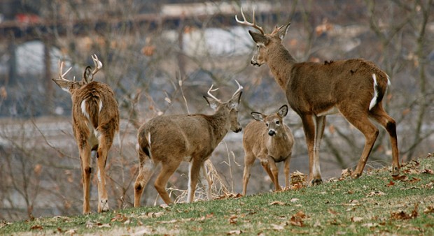 spread CWD - a group of deer in the spring.