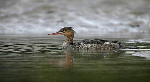 ducks - a red breasted merganser in the water