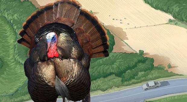 savvy strategies - turkey illustration