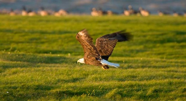 stiffer penalties - bald eagle flying