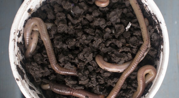 worms