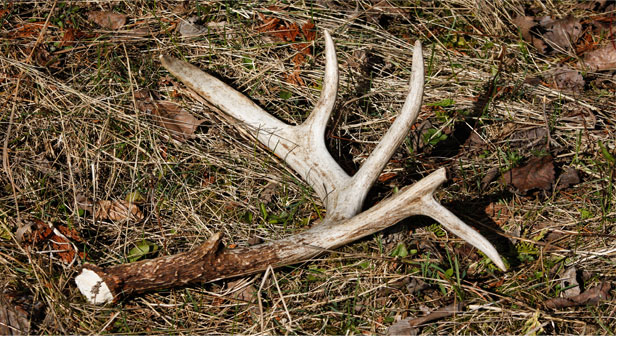 Shed Hunting with your Hound - Ontario OUT OF DOORS