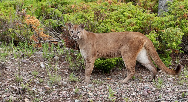 cougar