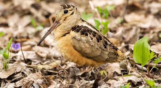 singing grounds - grouse