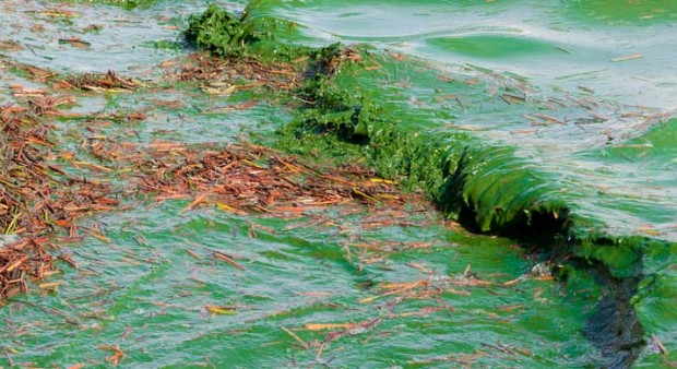 algae-bloom