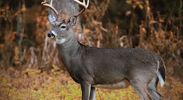 Buck-woods-fall