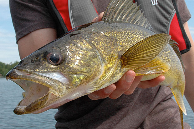 Record walleye – maybe. Great story – definitely - Ontario OUT of DOORS