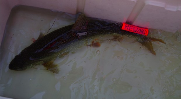 fish tag copy