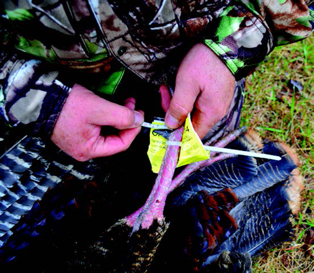 Turkey time in central ontario
