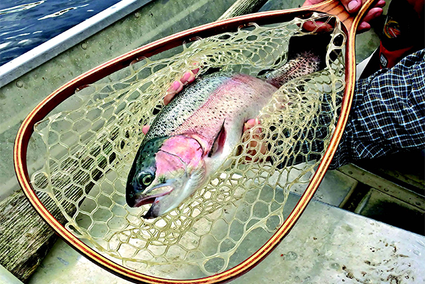 A trio of trout 