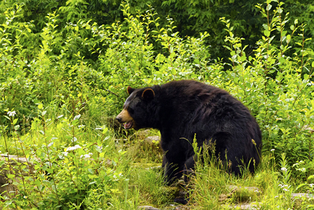 Spring black bear hunt 